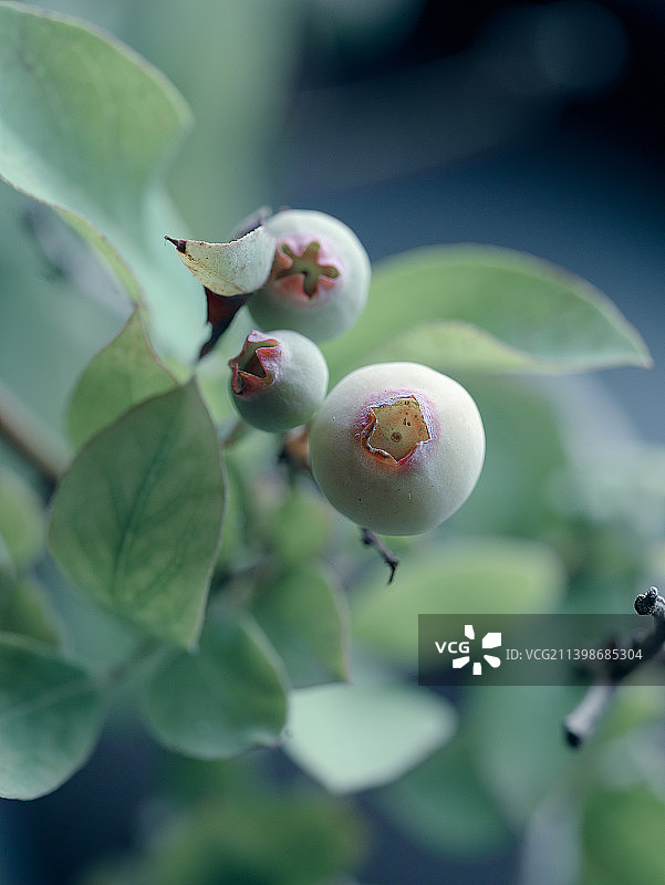植物上生长的浆果特写，东京，日本图片素材
