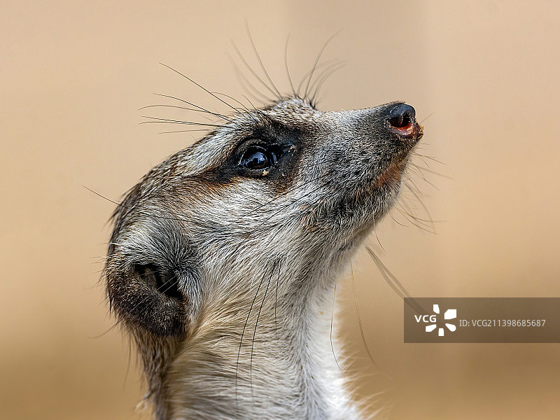 注视远方的猫鼬特写图片素材