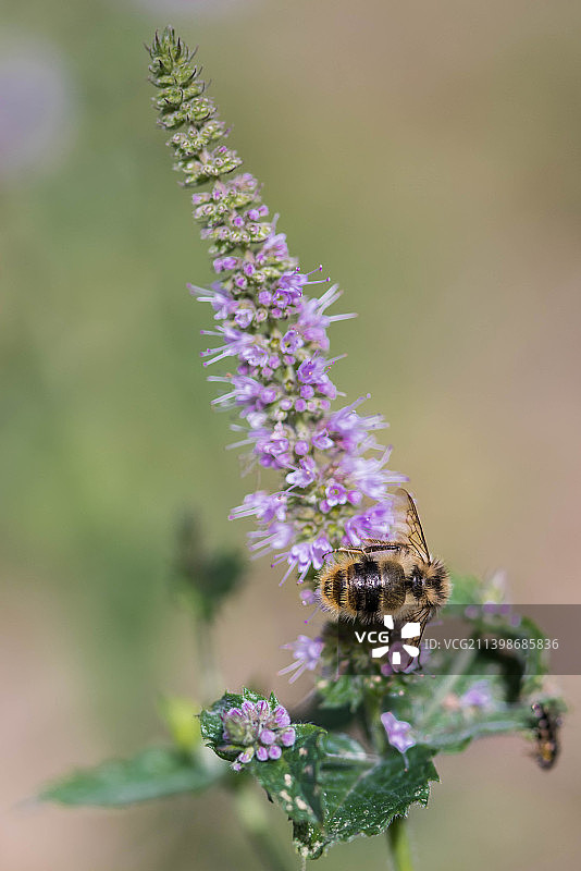蜜蜂在紫色花朵上的特写图片素材