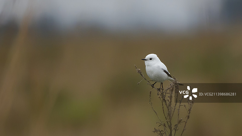 巴西南里奥格兰德州：栖息在植物上的鹡鸰（特写）图片素材