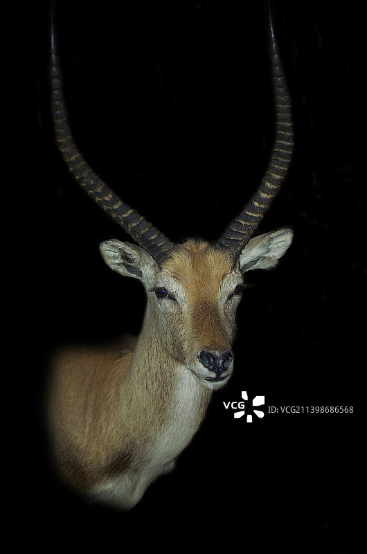 黑色背景下的鹿的画像，加利福尼亚州，美国图片素材