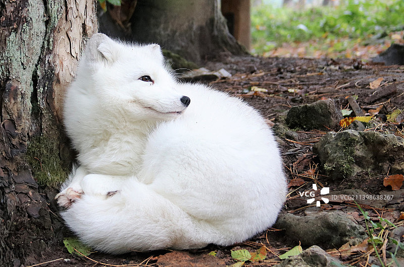 树干上坐着的狗狗特写图片素材