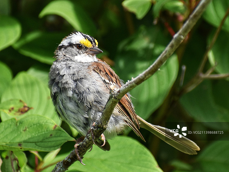 鸣禽栖息在树枝上的特写图片素材