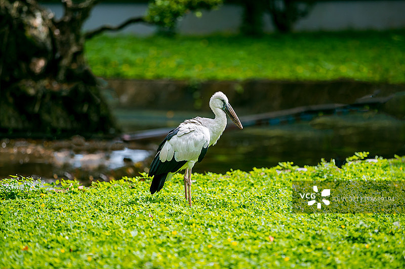 鹳栖息在越南草地上的侧面图图片素材