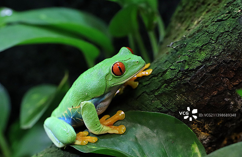 红眼绿蛙 - IMG7201图片素材