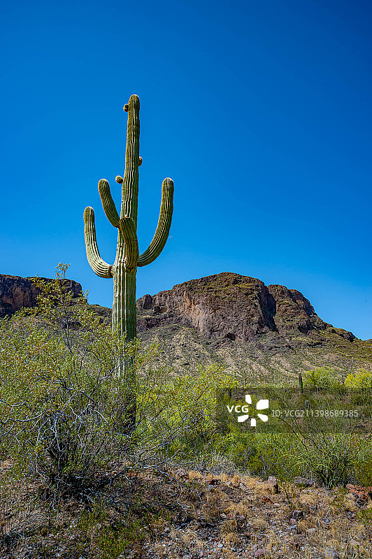 仰视：岩石上的仙人掌，背景为晴朗的蓝天，仙人掌国家公园，亚利桑那州，美国图片素材