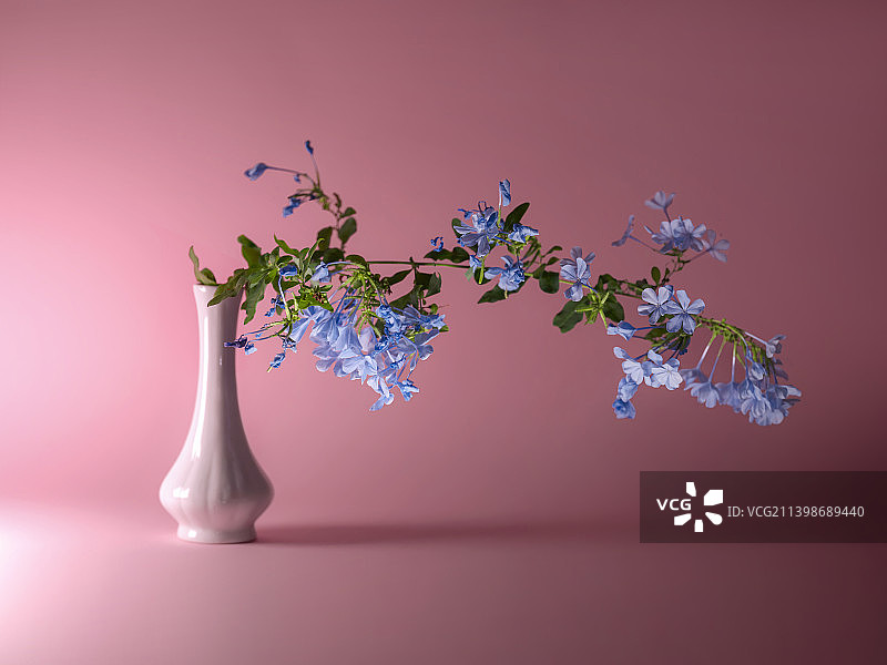 意大利巴里彩色背景下的鲜花特写图片素材