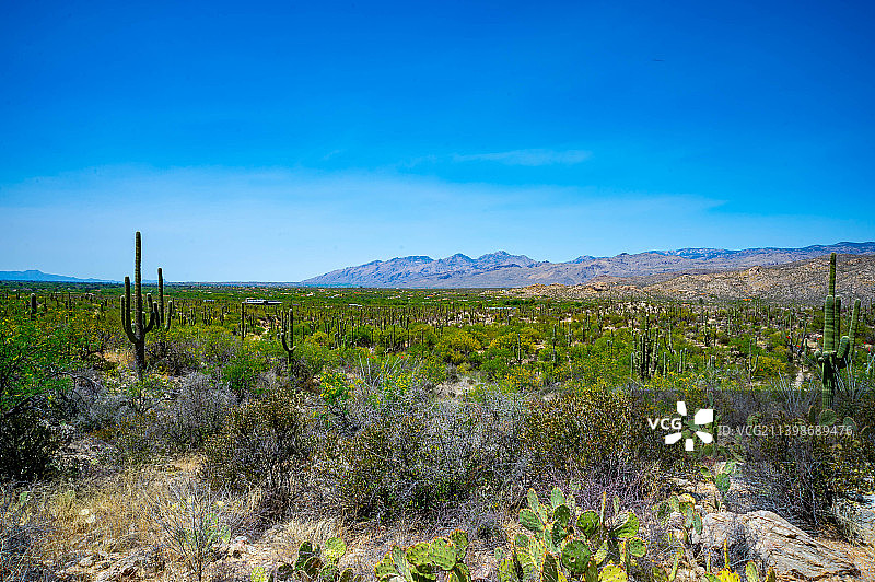 美国亚利桑那州仙人掌国家公园的田野景色图片素材