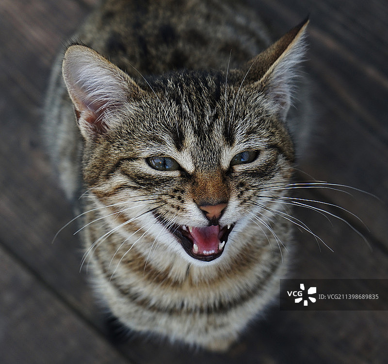 猫咪特写肖像，土耳其图片素材