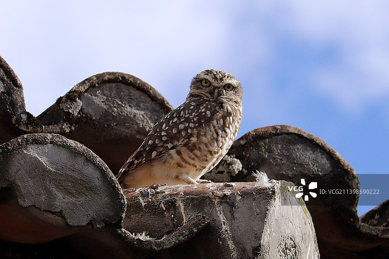 低角度仰视天空背景下栖息在树枝上的鹰图片素材