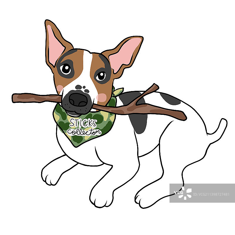 收集木棍的杰克罗素梗犬图片素材