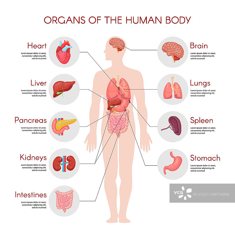 包含集合的人体解剖信息图元素图片素材