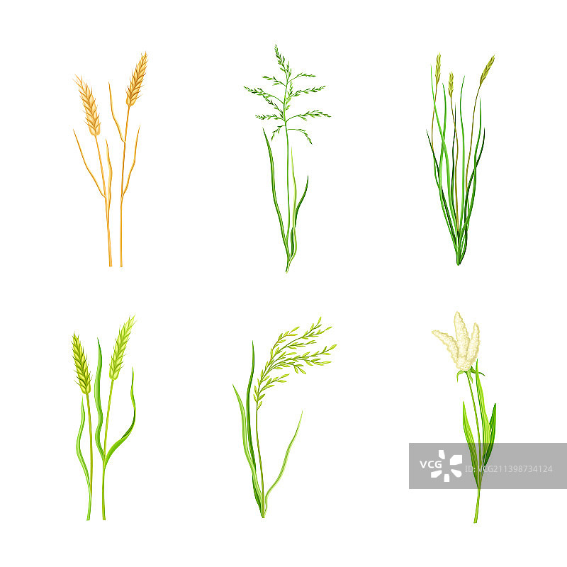 小麦和黍类谷物合集图片素材