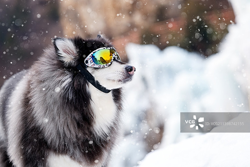 雪景中的阿拉斯加雪橇犬图片素材