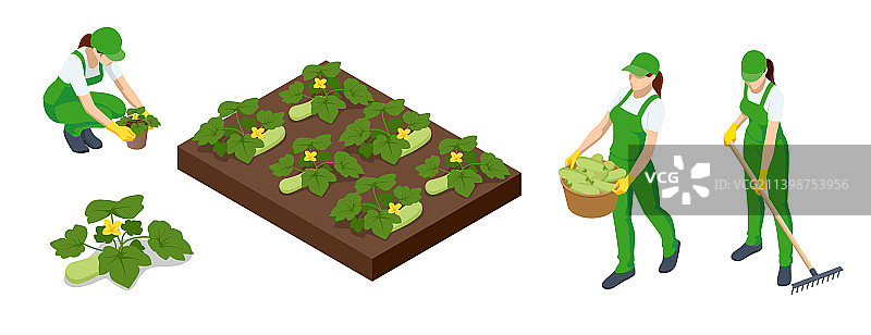 2.5D有机农业种植图片素材