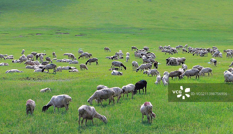呼伦贝尔大草原羊群图片素材