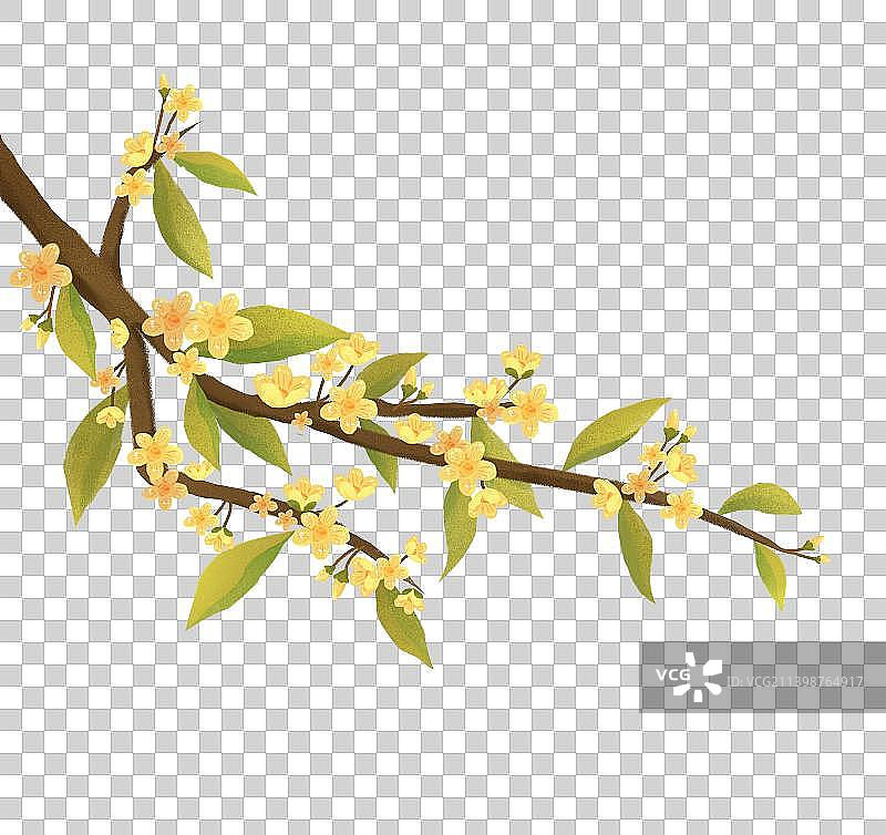 中国风节气秋分诗意花朵植物桂花插画图片素材