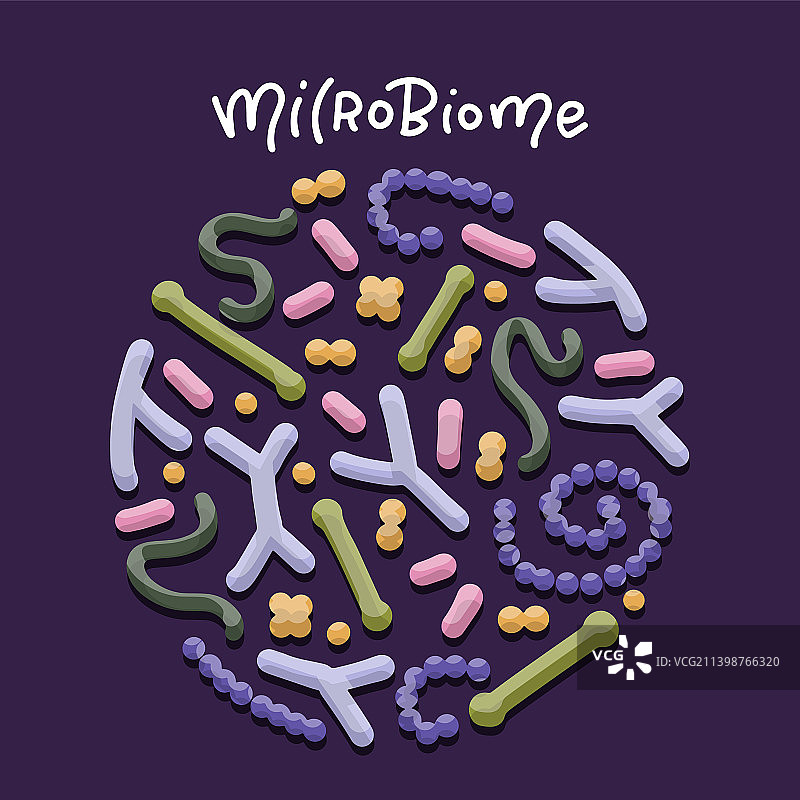 益生菌微生物群概念双歧杆菌图片素材