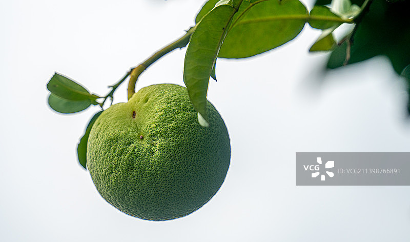 树上的香橼图片素材