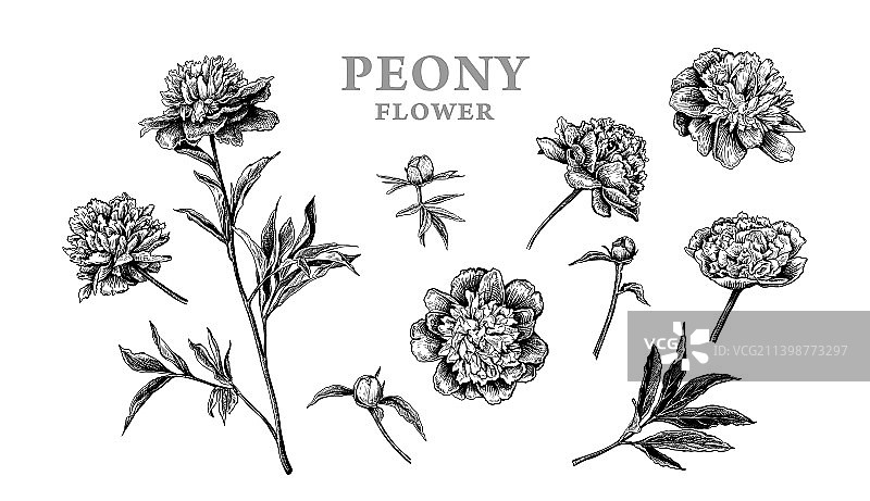 美丽的花朵牡丹素描图片素材