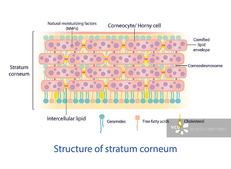 角质层结构图片素材