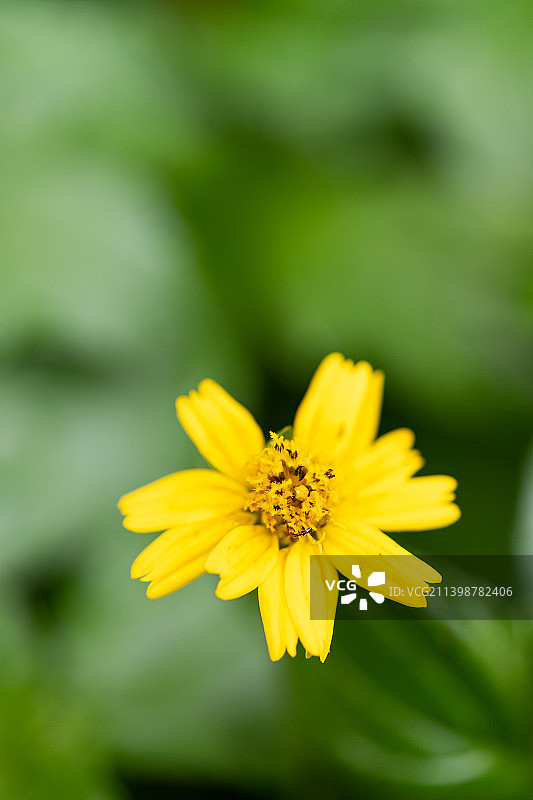 在山里野蛮生长的蟛蜞菊图片素材