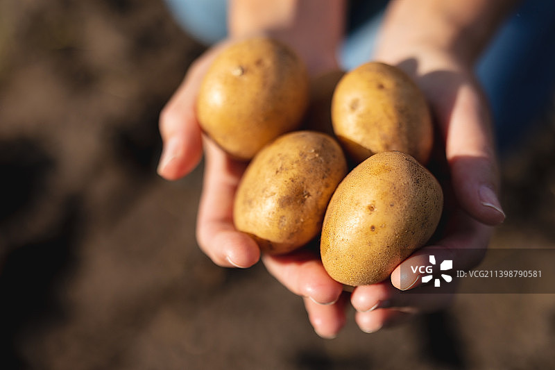 中年白人女农民在晴朗的农场里拿着生土豆的特写镜头图片素材
