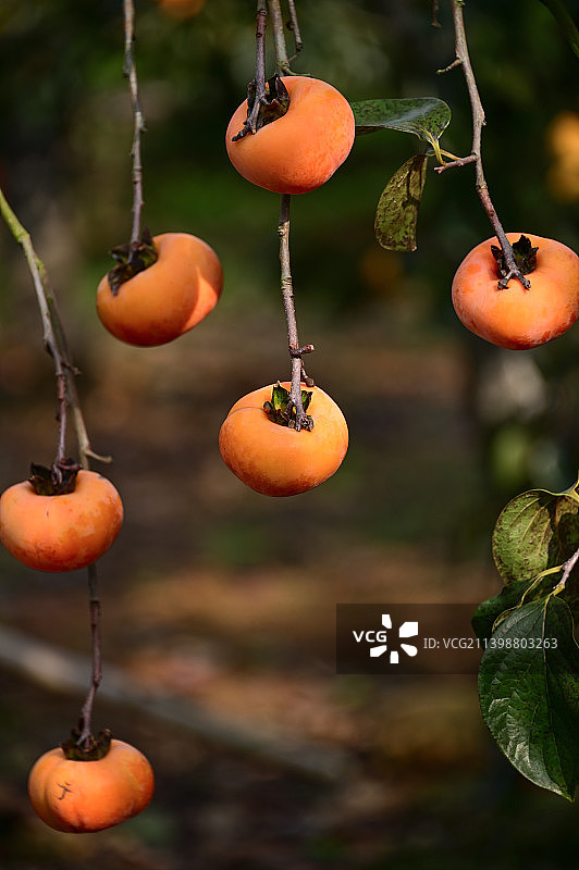 柿柿如意-中秋食品红柿子图片素材