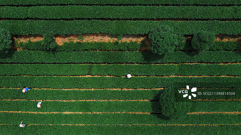航拍茶园里茶叶和树木图片素材