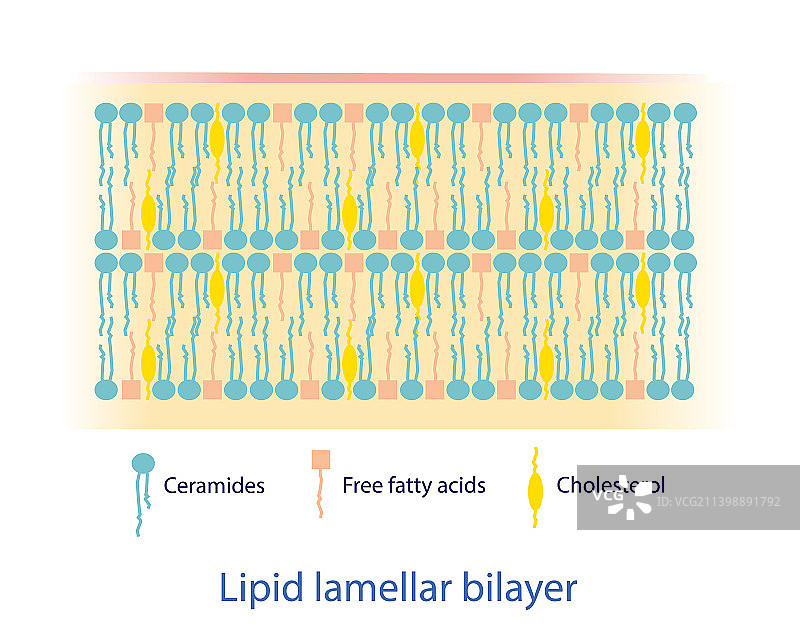 脂质层状双分子层图图片素材