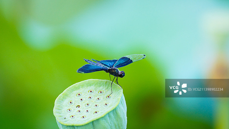 黑丽翅蜻图片素材