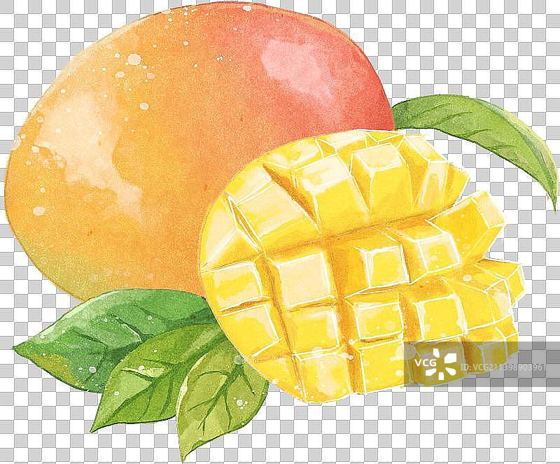 水果插画-芒果水彩手绘图片素材