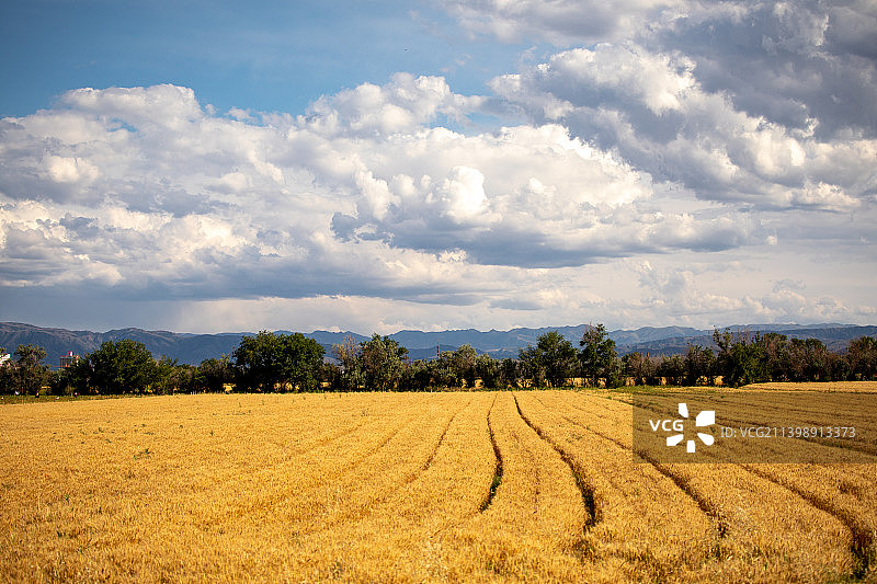 中国新疆北疆塔城的小麦田露营图片素材