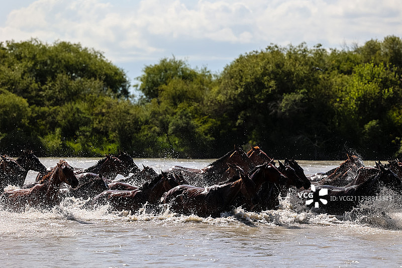 新疆伊犁昭苏湿地公园天马浴河场景图片素材