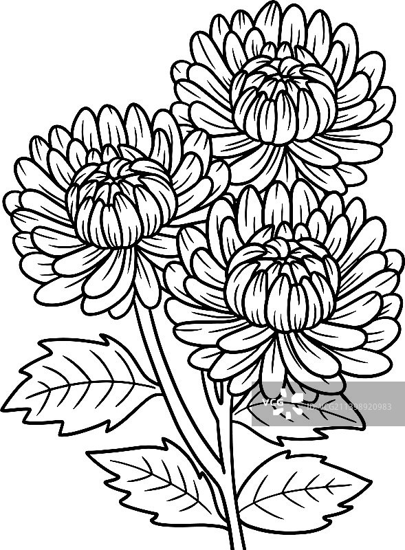 成人菊花填色画图片素材