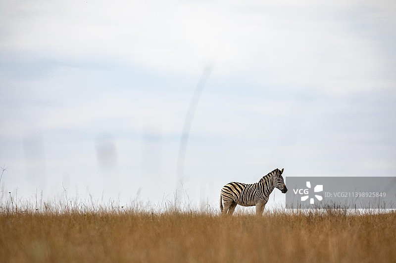 孤独星球上的野斑马图片素材