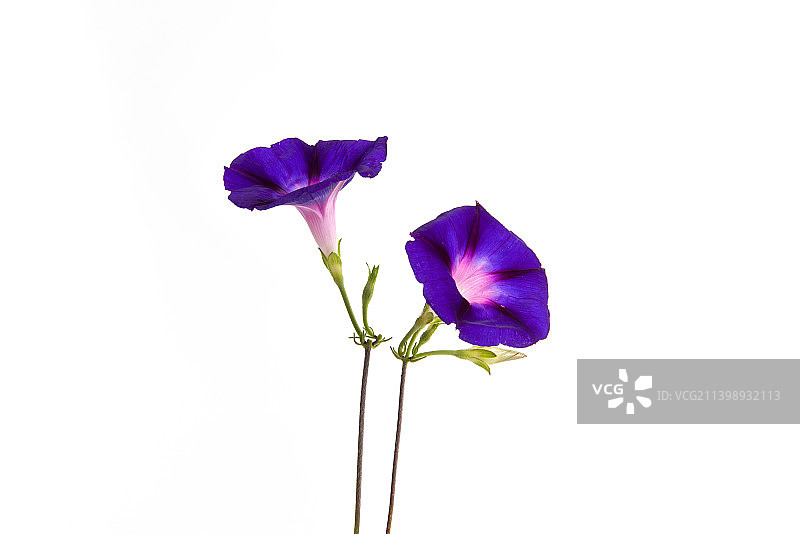 白底上的紫色牵牛花图片素材