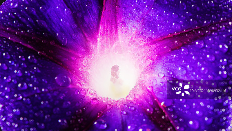 紫色花蕊特写背景图片素材