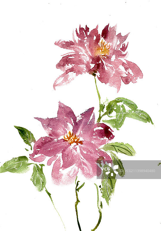 红色的麝香百合图片素材