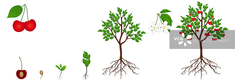 樱桃树的生长周期图片素材