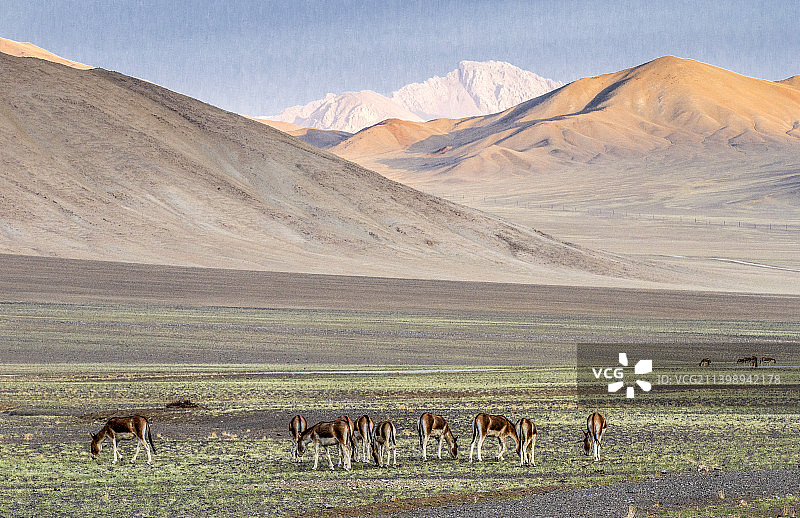 狮泉河国家湿地公园图片素材