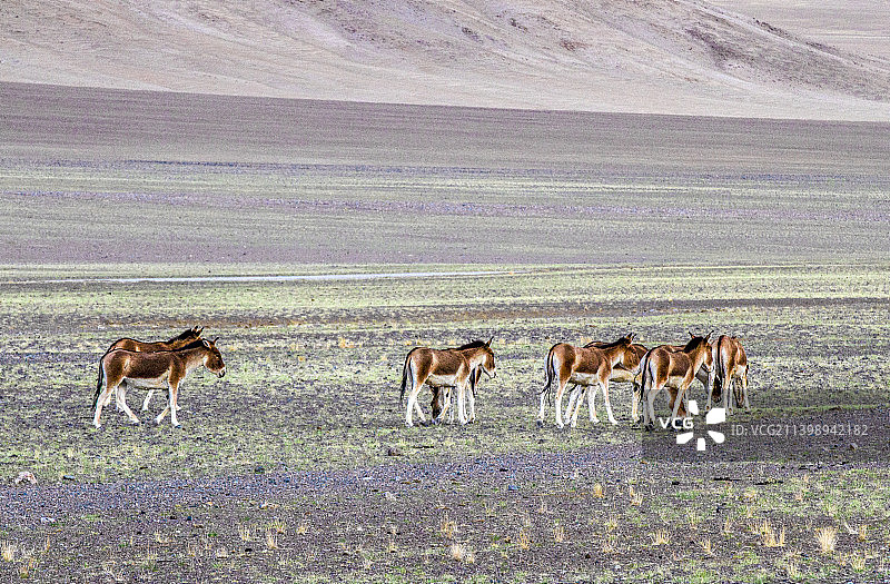 狮泉河国家湿地公园图片素材
