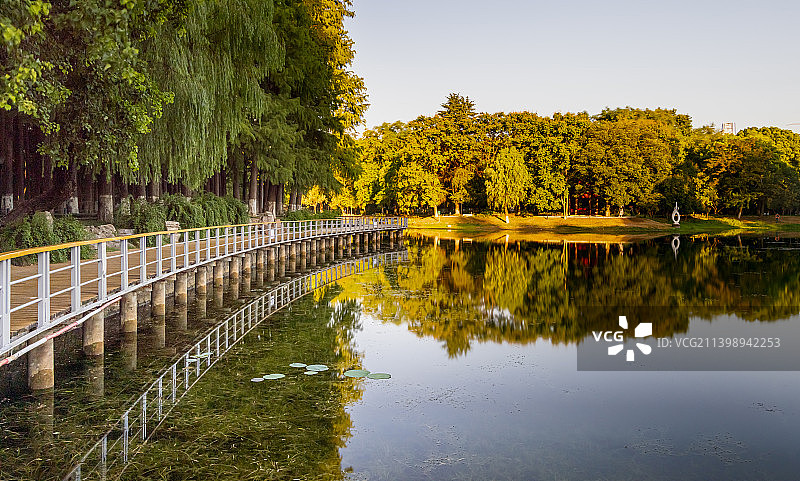 秋天湖边的树图片素材