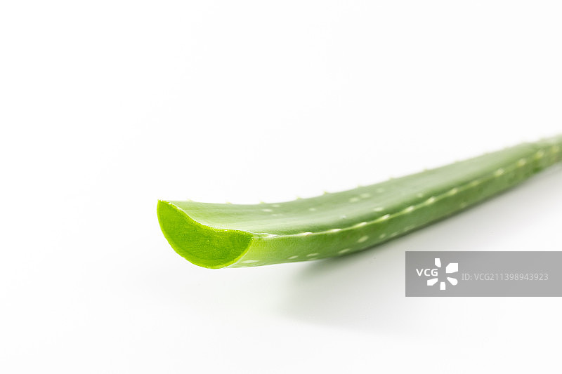 白色背景中新鲜的芦荟叶子图片素材