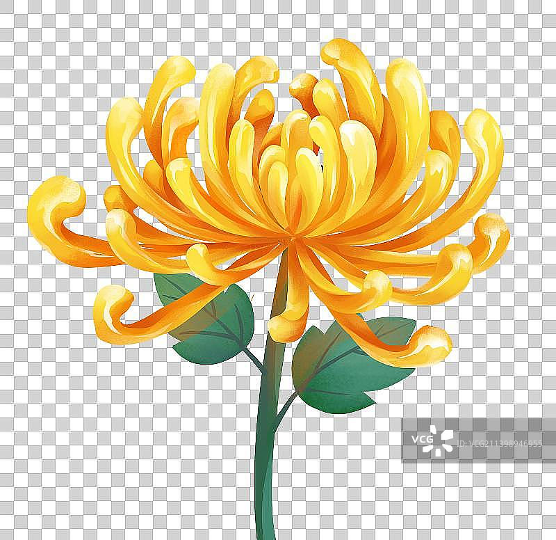 九月九日重阳节赏菊图片素材