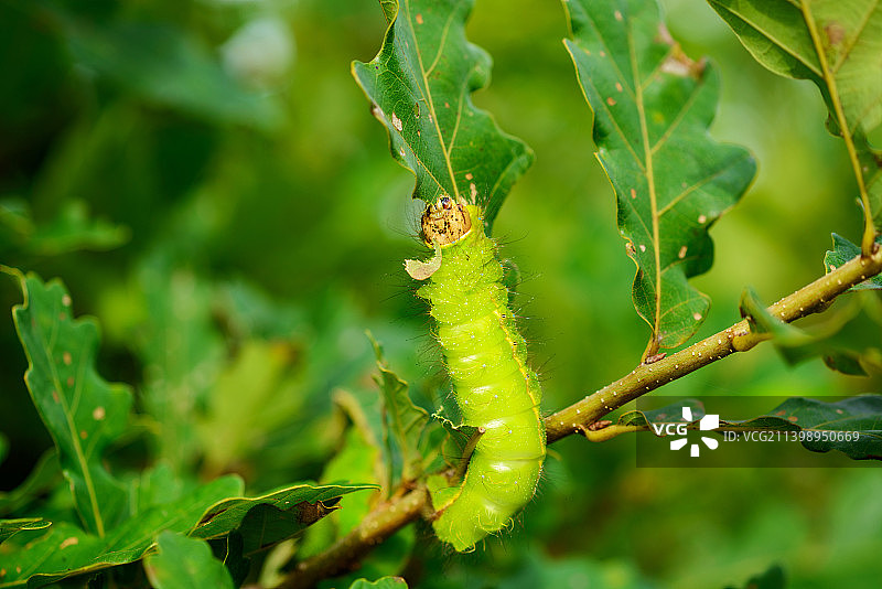 在树枝上吃树叶的蚕图片素材
