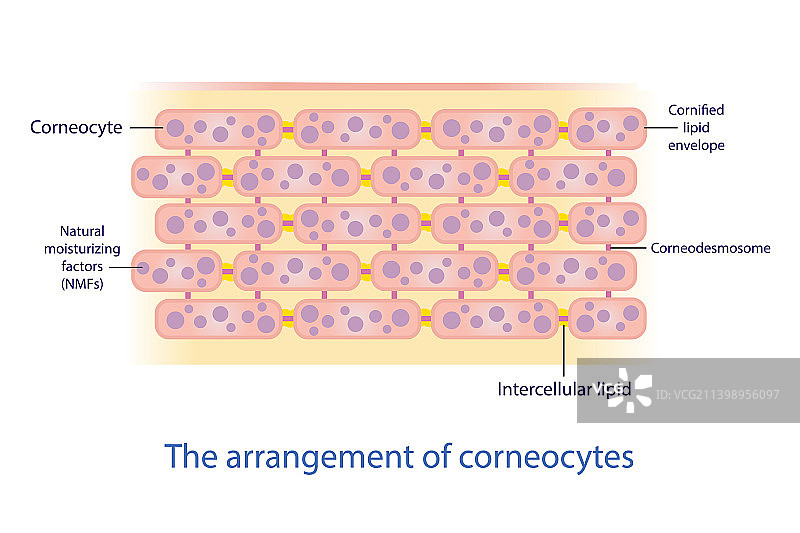 白色背景上的角质细胞排列图片素材