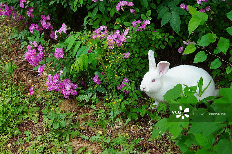 小白兔 与 小灰兔图片素材