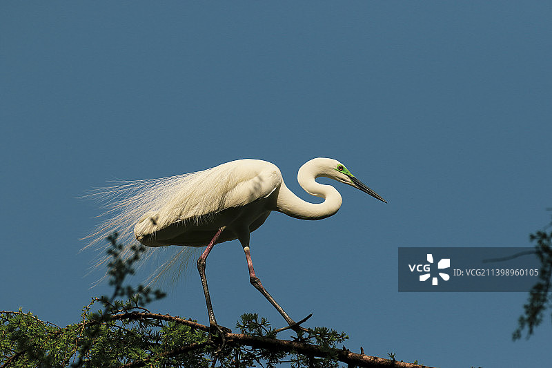 白鹭漫步图片素材