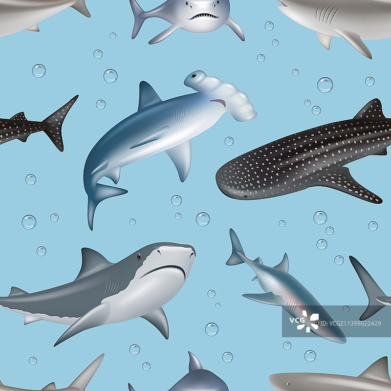 水下图案愤怒的野生鲨鱼游泳图片素材